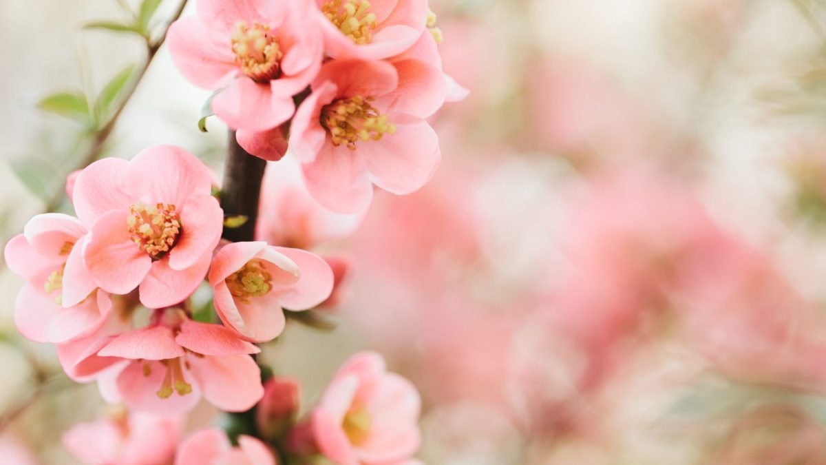 primo giorno di primavera