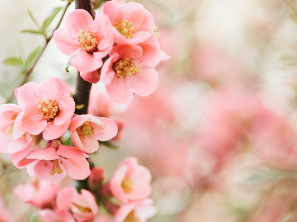 primo giorno di primavera