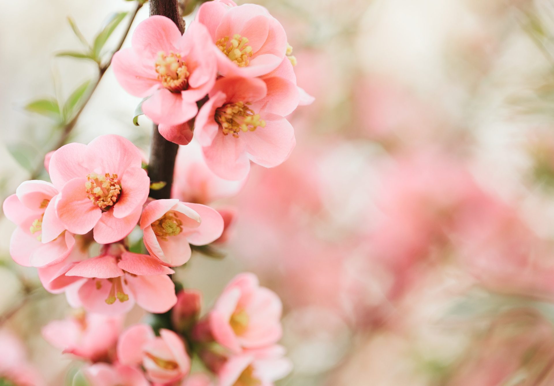 primo giorno di primavera